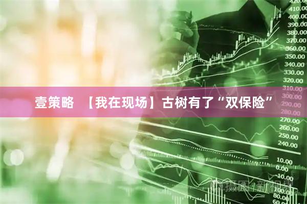 壹策略  【我在现场】古树有了“双保险”